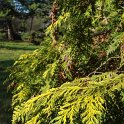 Chamaecyparis lawsoniana 'Stewartii' rameau